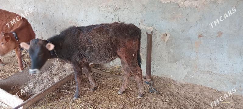 gulajynlar - Мары - img 1