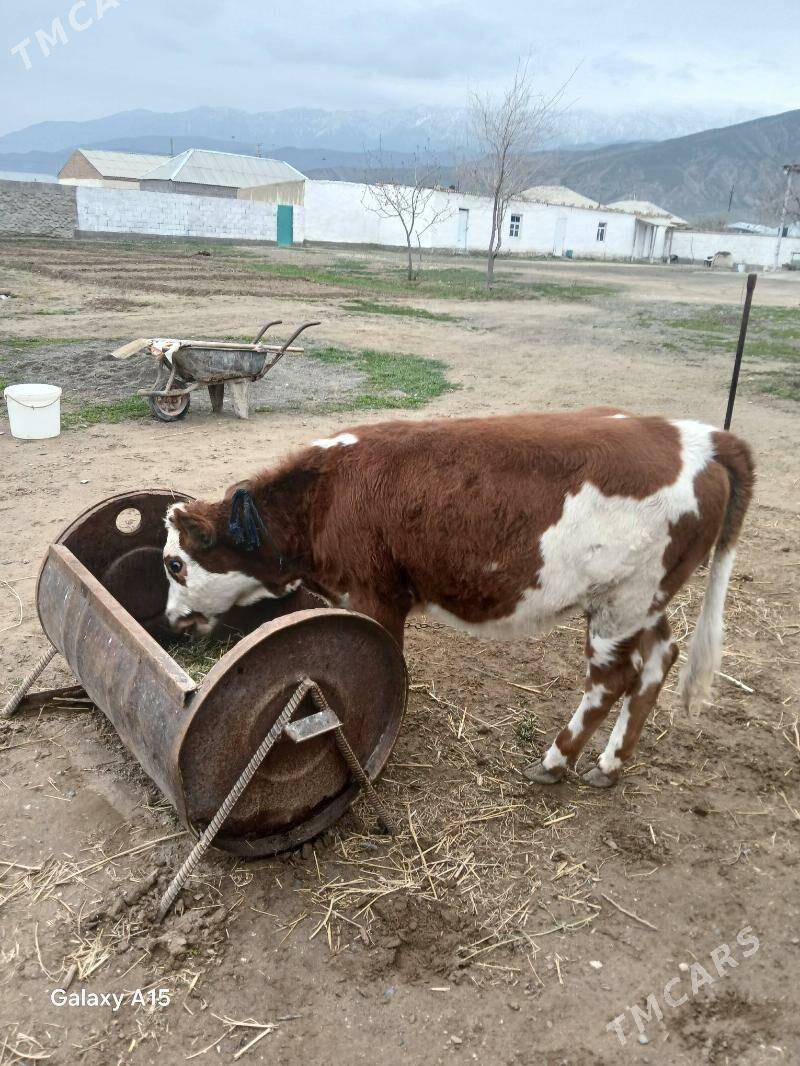 Simental tuwee - Bäherden - img 1