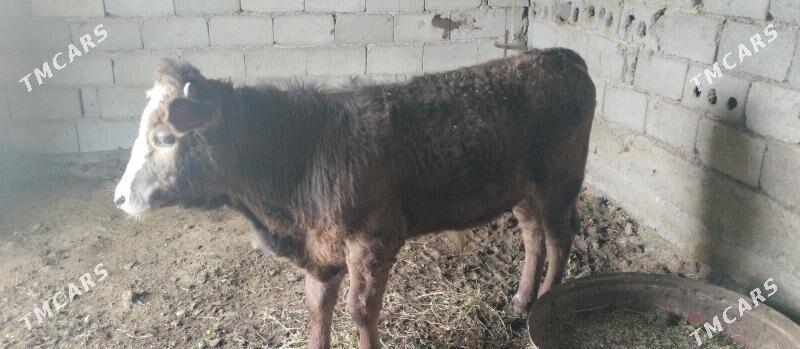 ady göle - Gökdepe - img 1