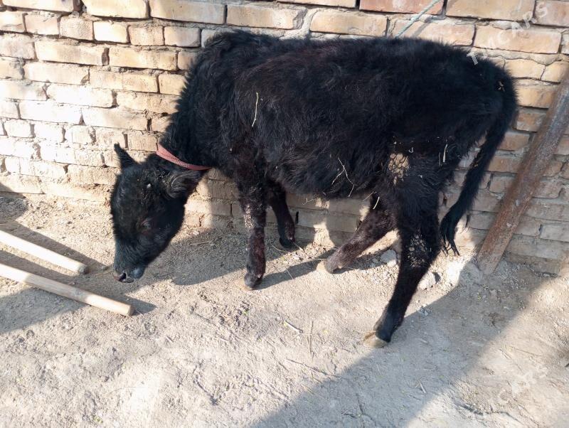 унажын и окизча - Türkmenabat - img 1