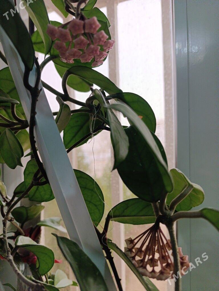 gül - Balkanabat - img 1