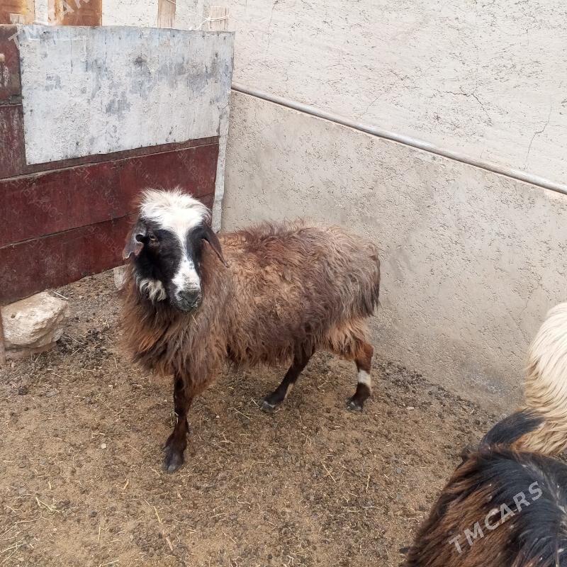 Goyun - Jebel - img 1