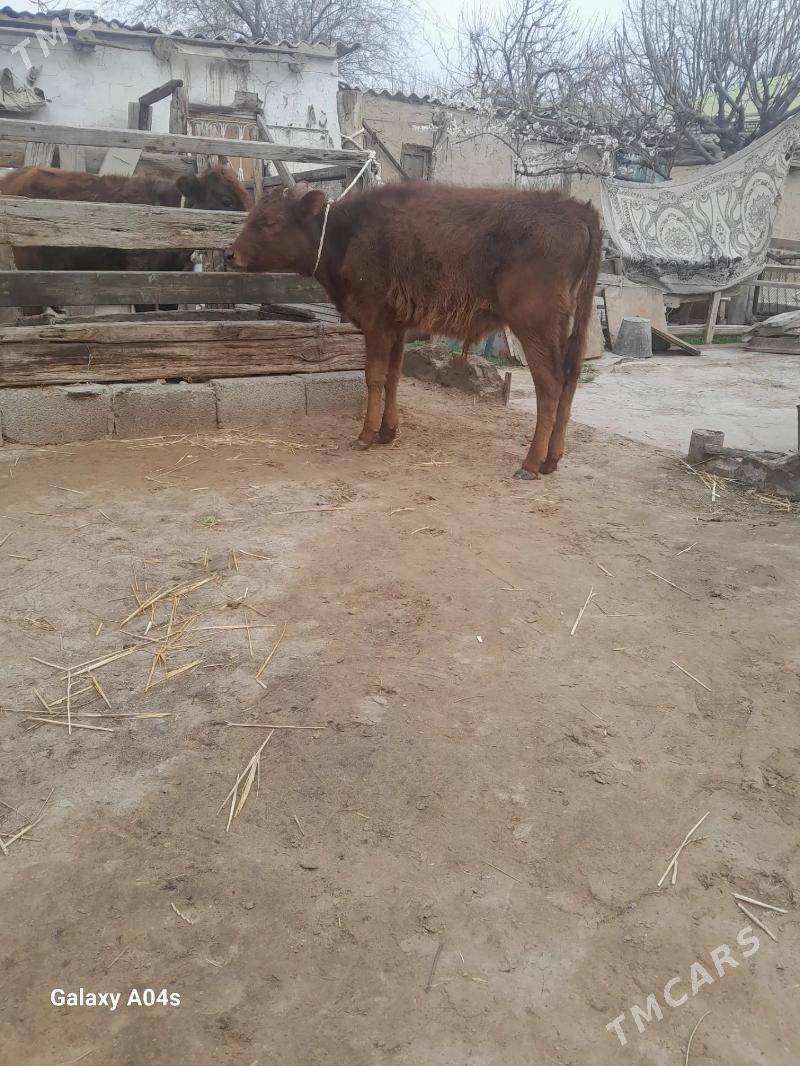 Öküz - Köşi - img 1