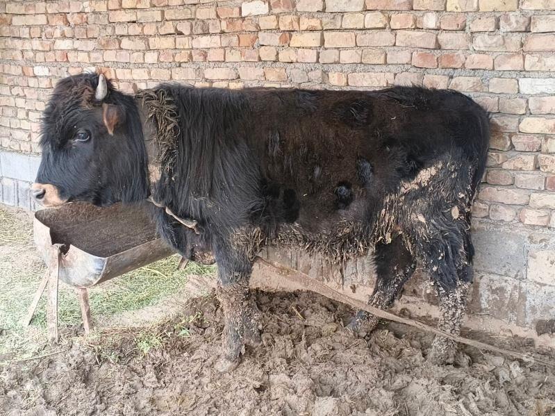 okuz - Gypjak - img 1