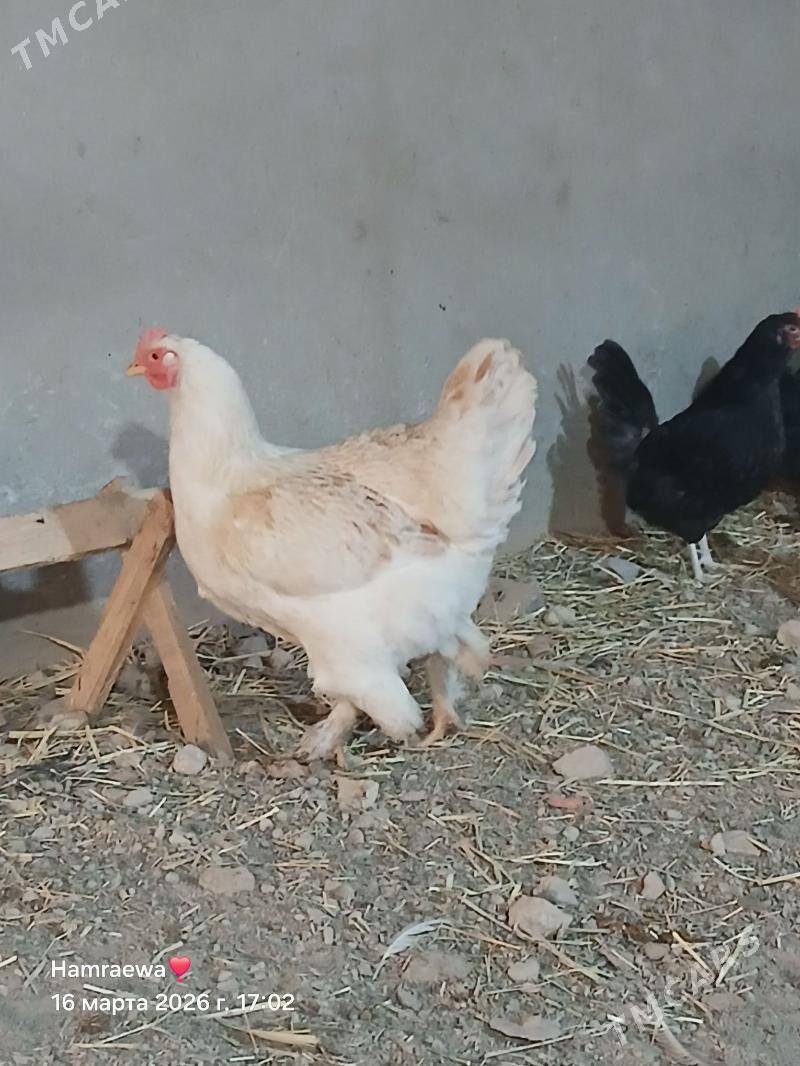 гигант товук юмурта догуп дур - Türkmenabat - img 1