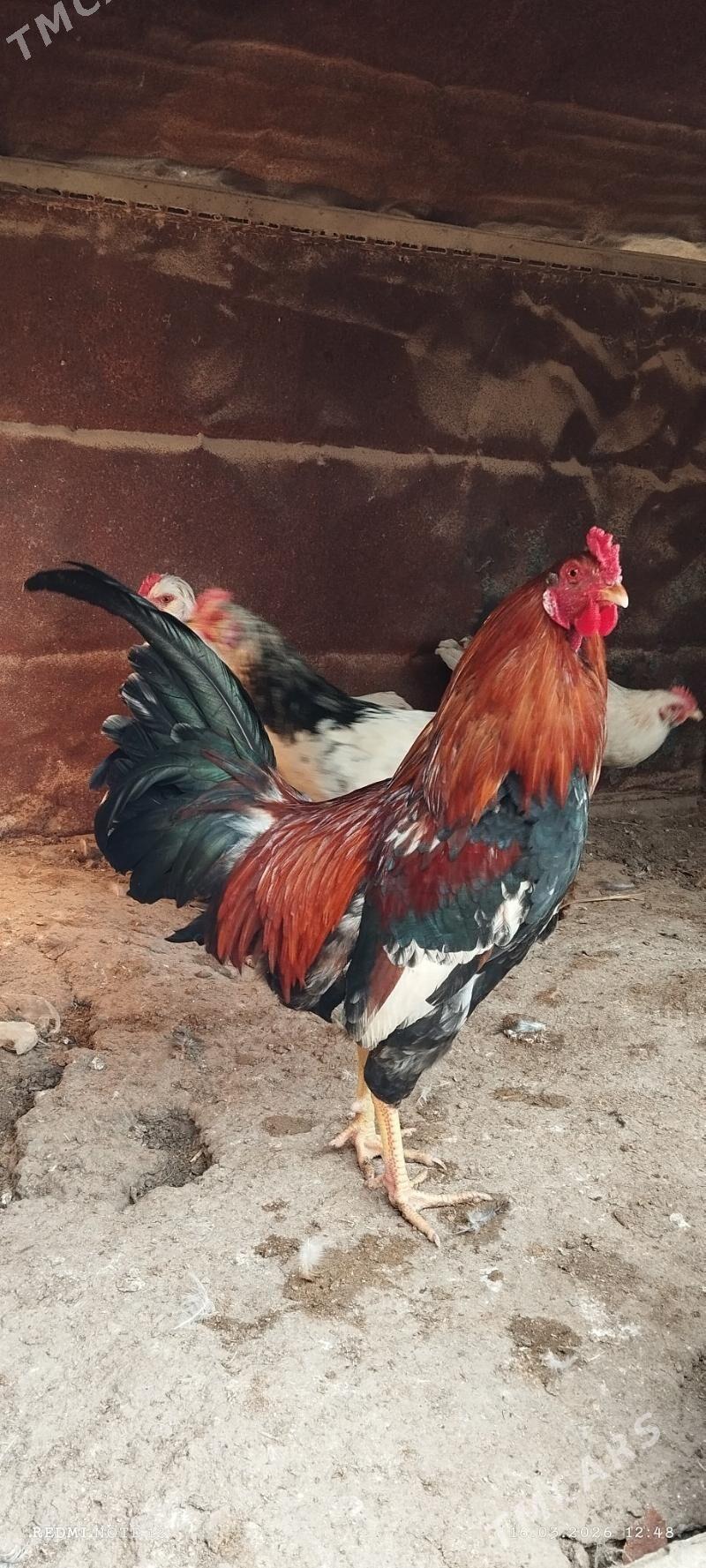 Jüýje horaz - Türkmenbaşy - img 1