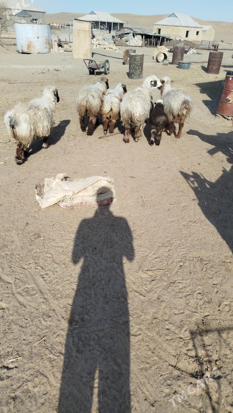 goyun - Esenguly - img 1