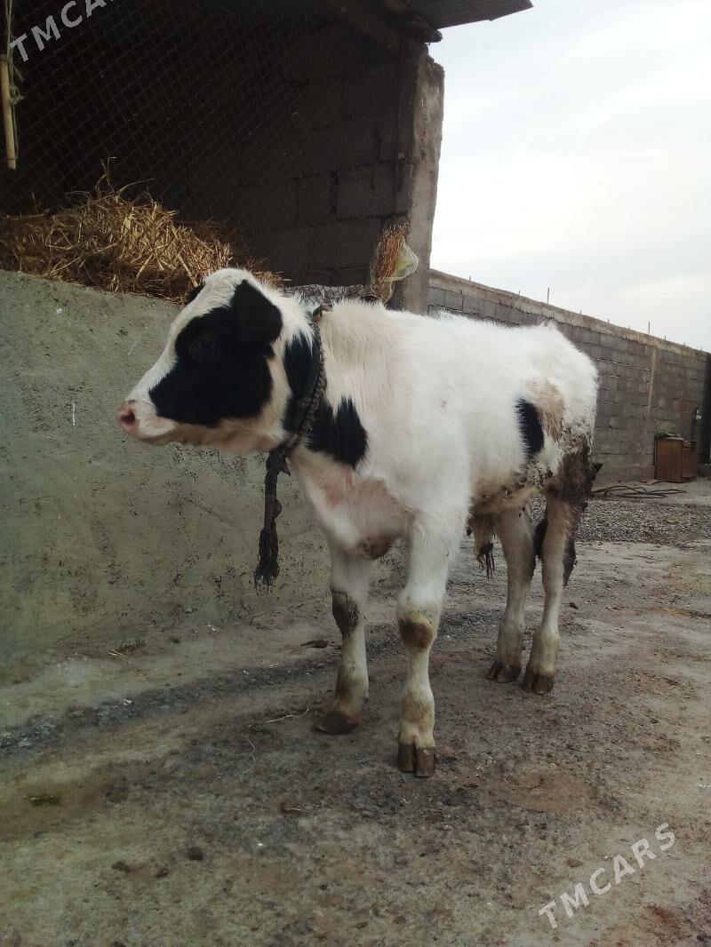 okuz - Gökdepe - img 1