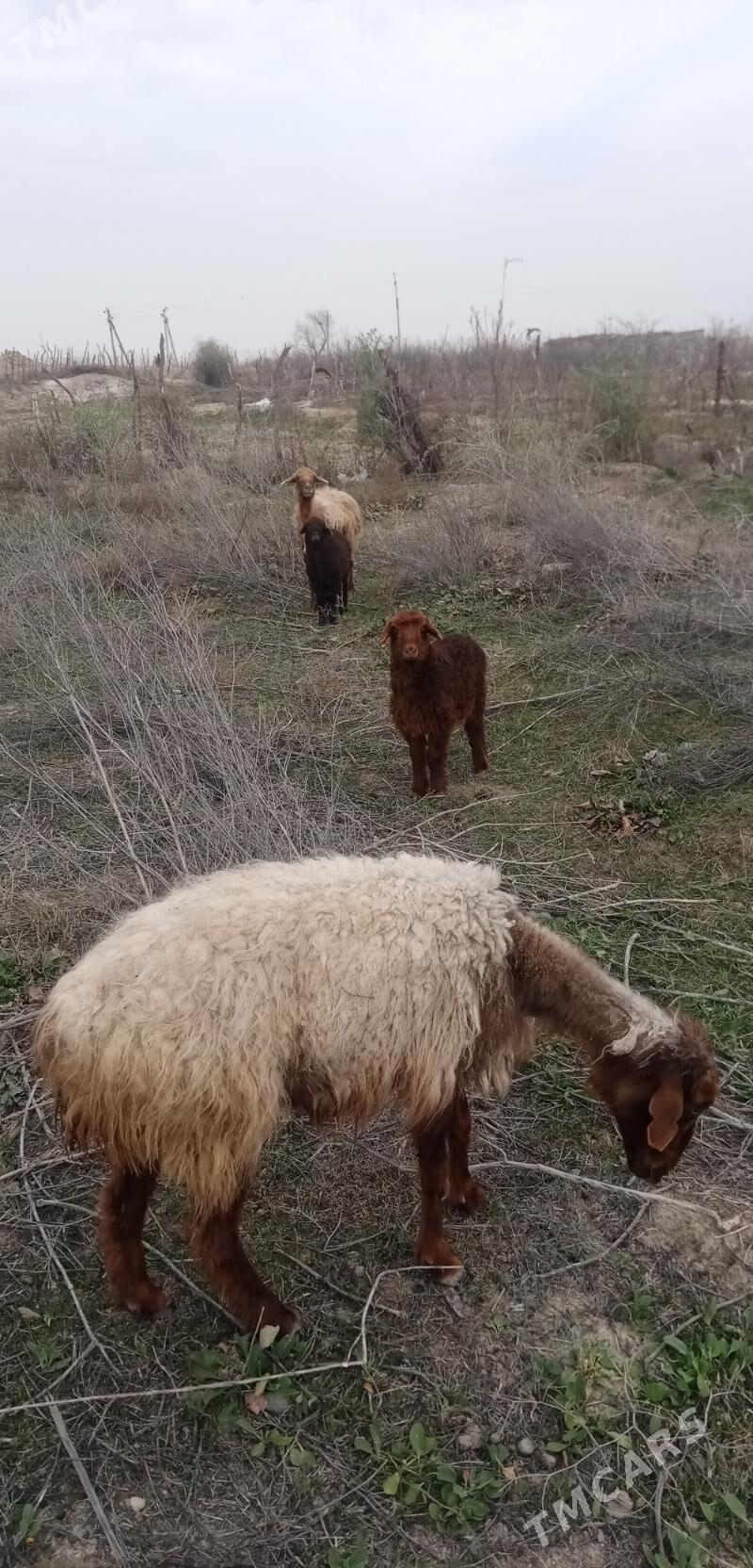 Guzuly goyun - Etrek - img 1