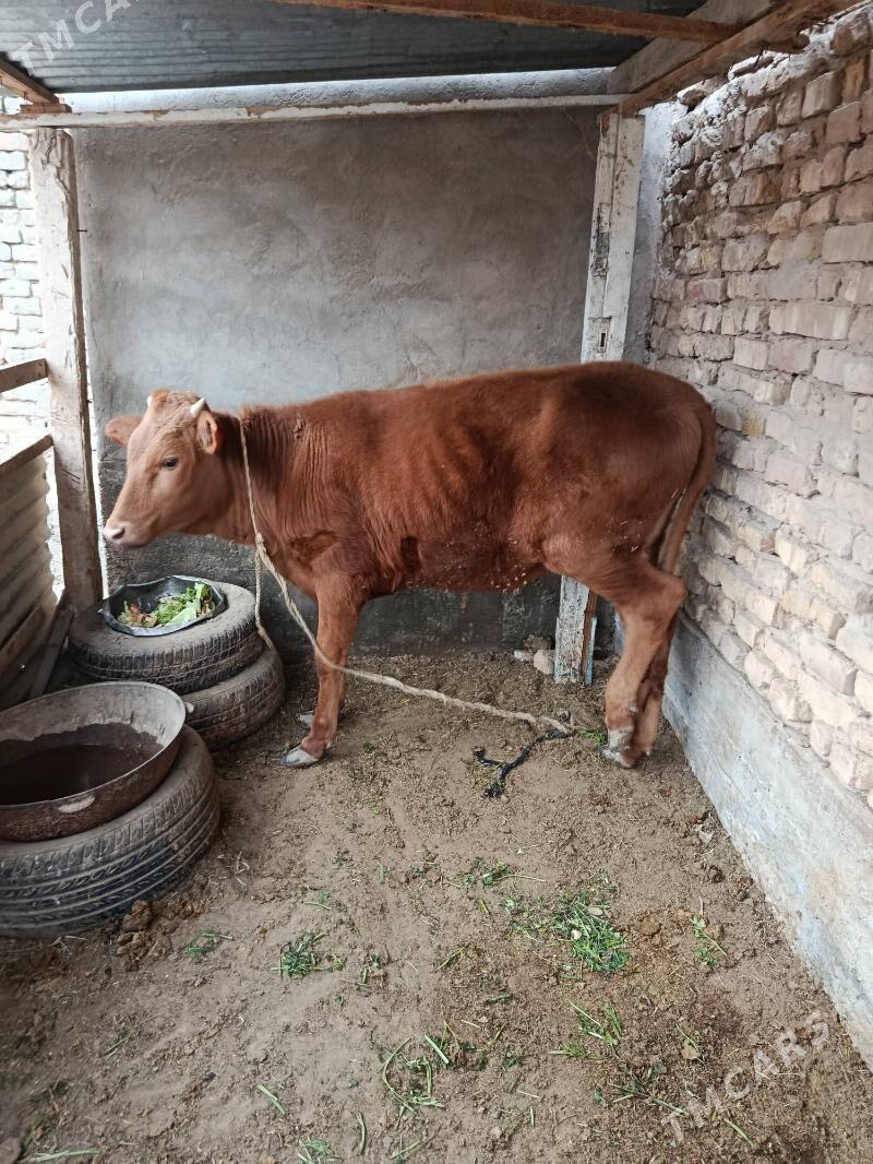 Tuwe - Теджен - img 1