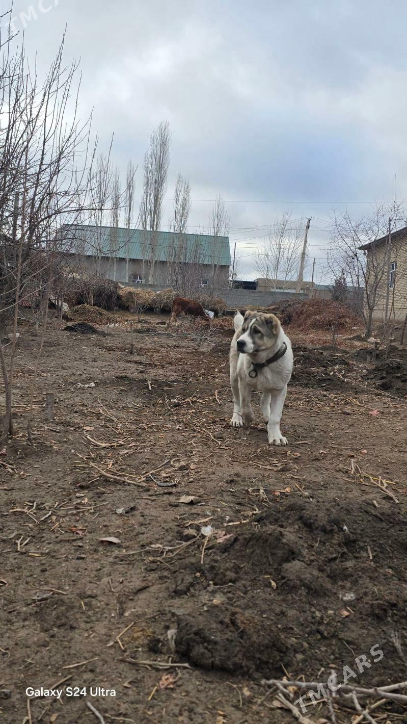 alabay - Köneürgenç - img 1