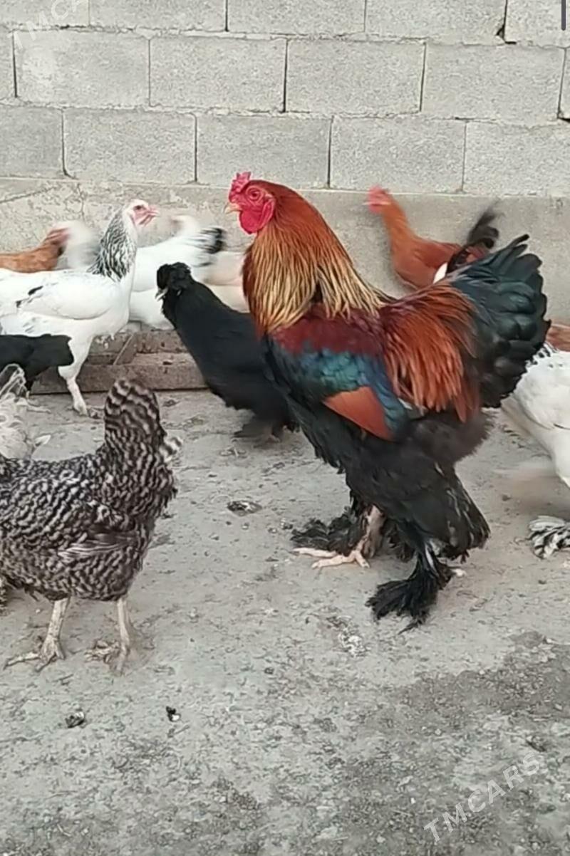 Brama GOLD - Бахарден - img 1