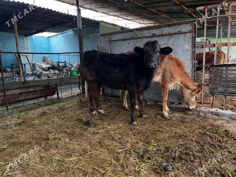 Corny pyostra tuwe - Ашхабад - img 1