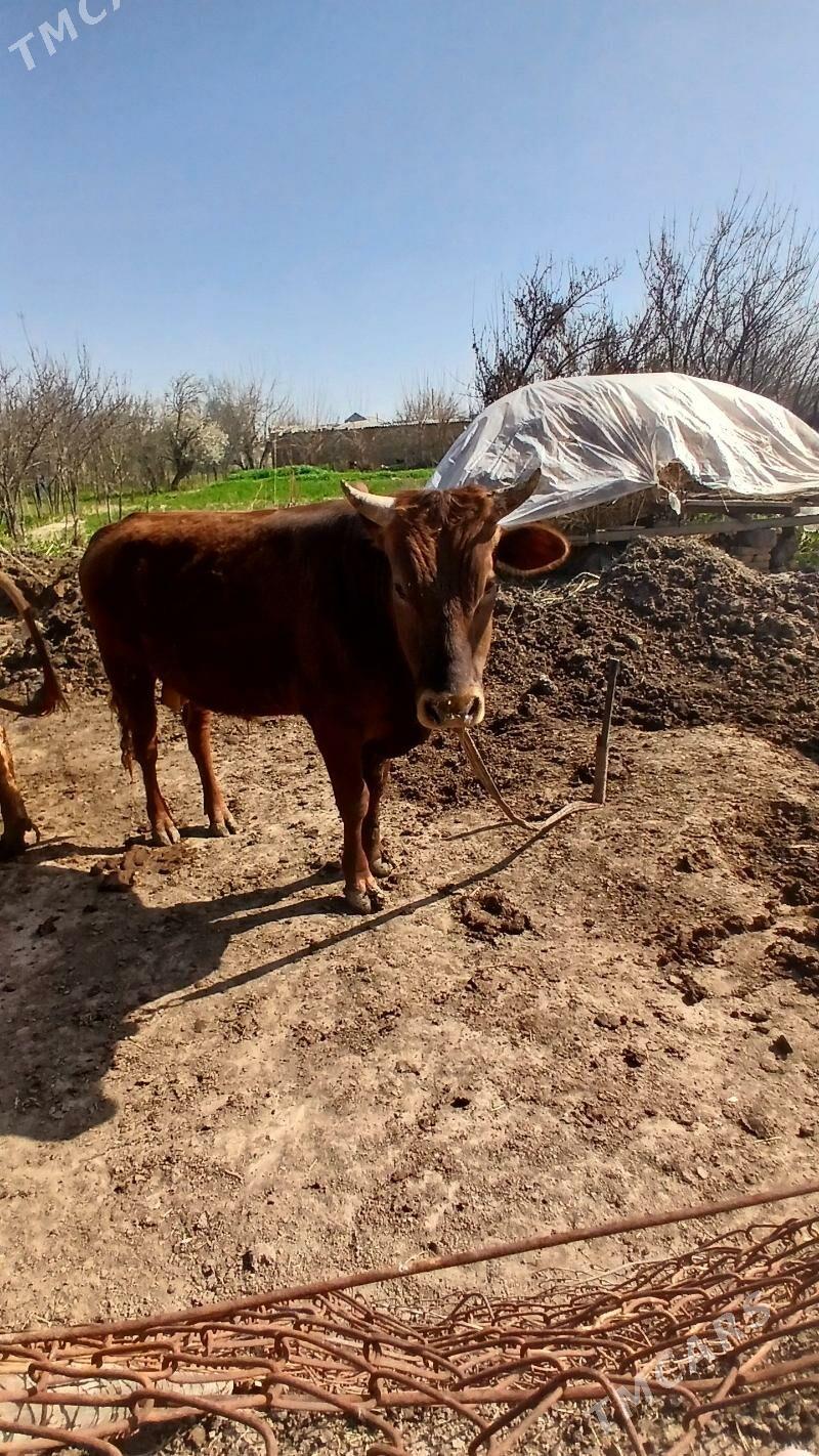 öküz - Мургап - img 1