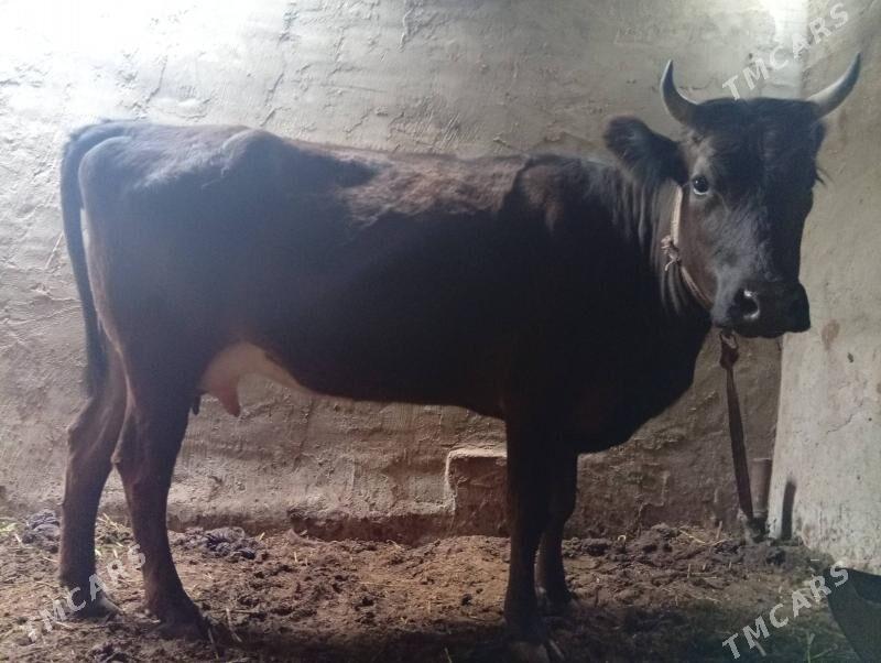 sygyr - Mary - img 1