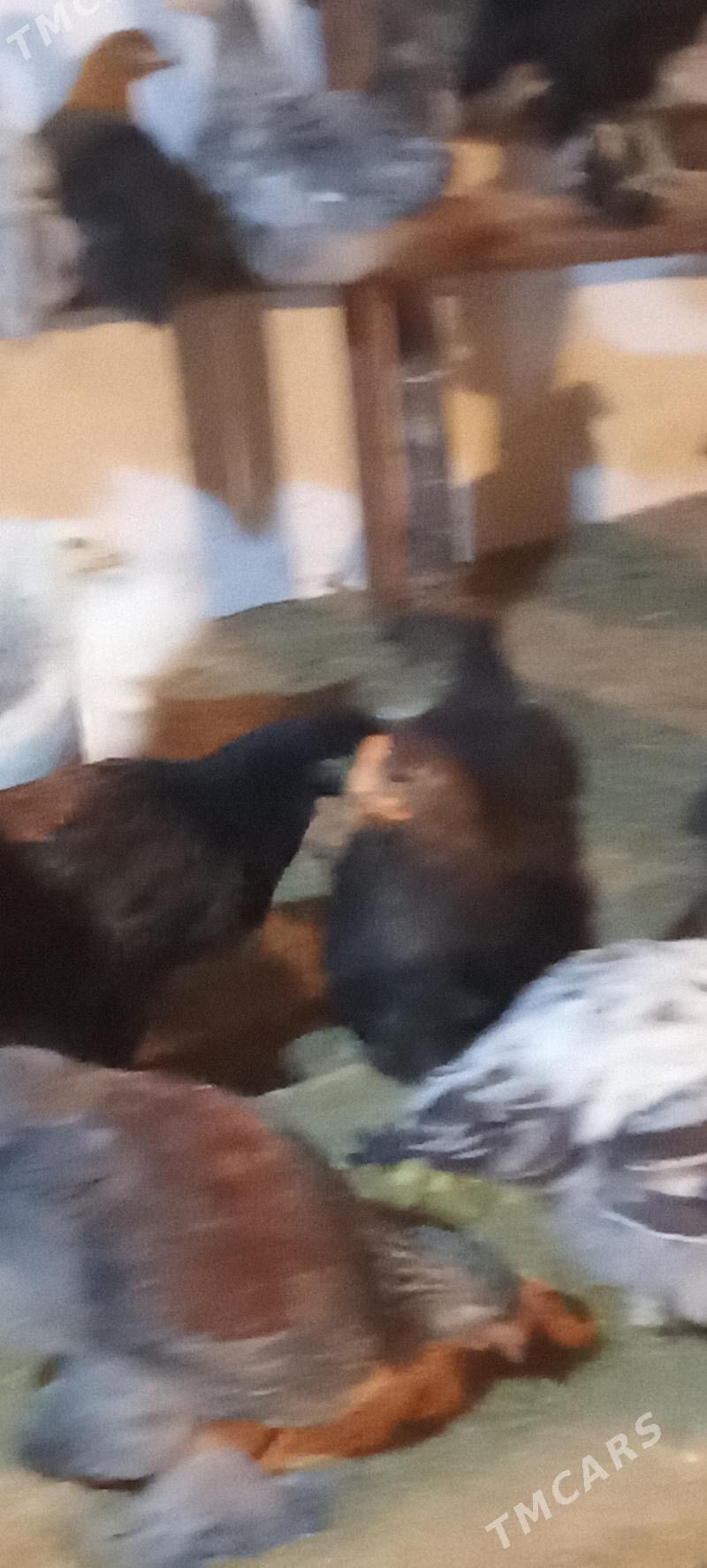 balgar juyje - Сакарчага - img 1