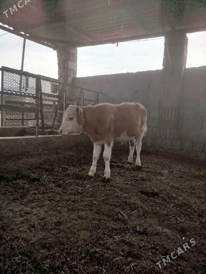 adi simental. okuz - Gökdepe - img 1