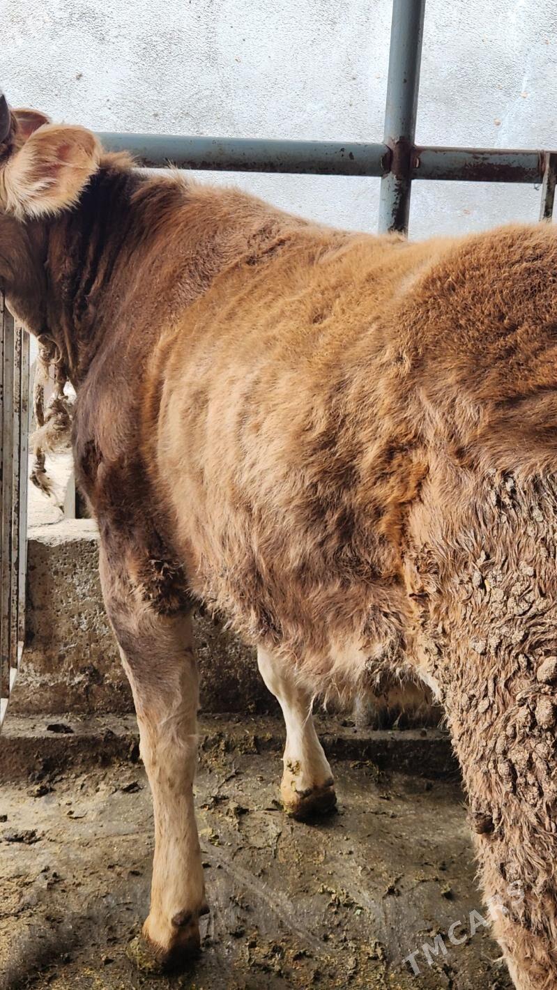 swes tuwe - Garadamak Şor - img 1