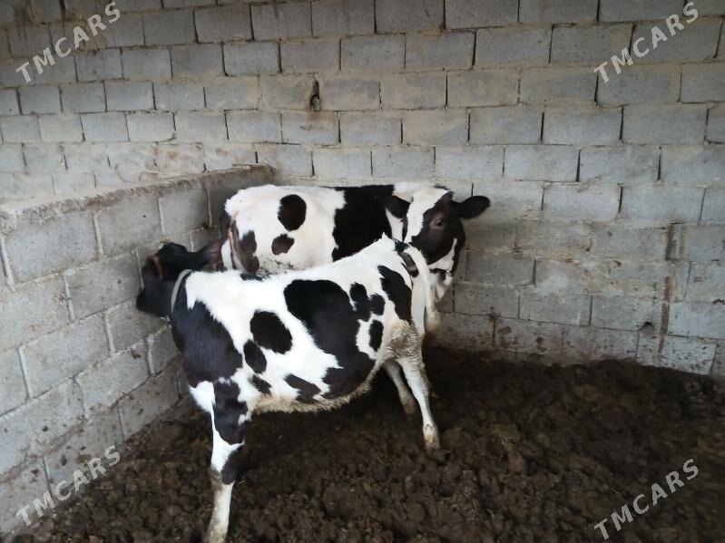 ala tüwe - Ашхабад - img 1