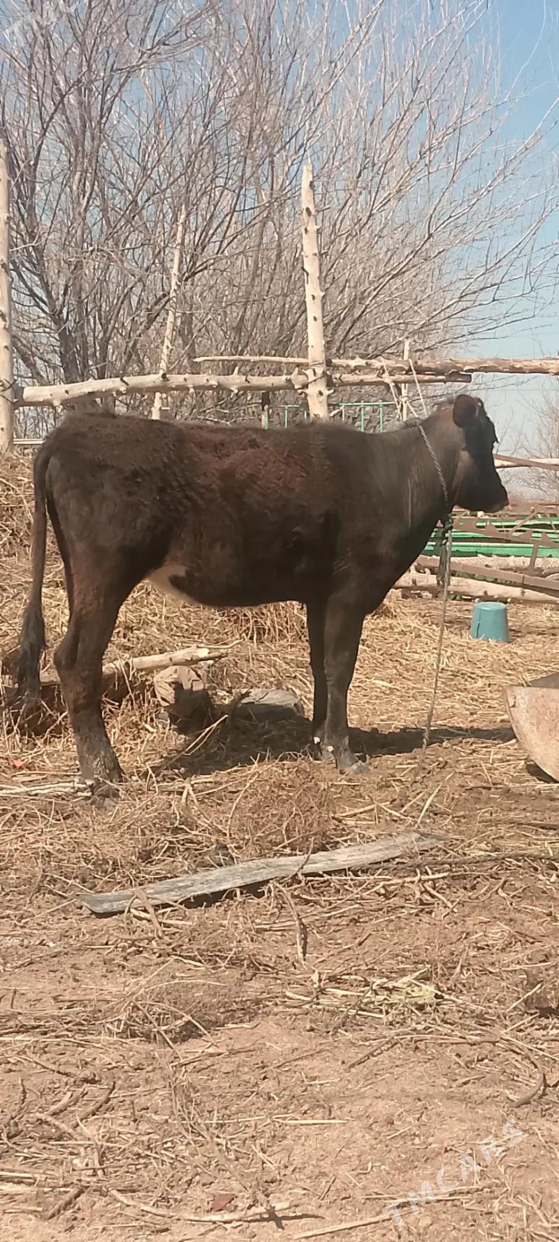 Tuwe siwes - Ак-Бугдайский этрап - img 1