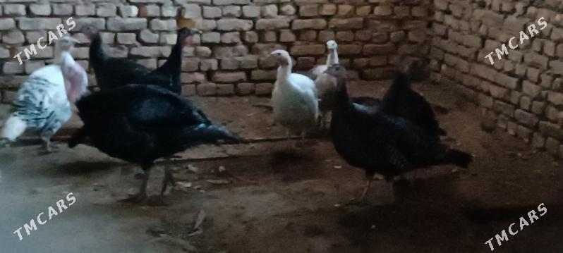 induk - Дашогуз - img 1