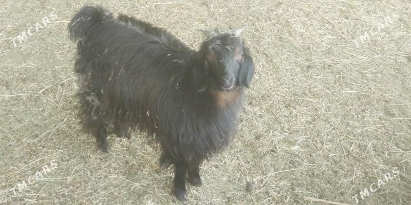 bakylan cewis - Гызыларбат - img 1