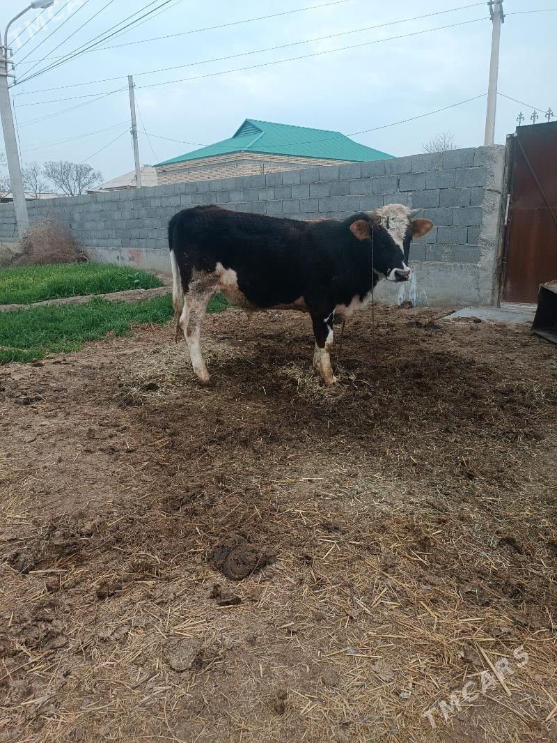 öküz - Бахарден - img 1