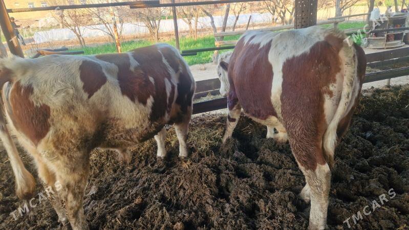 smenal golisteyin - Туркменабат - img 1