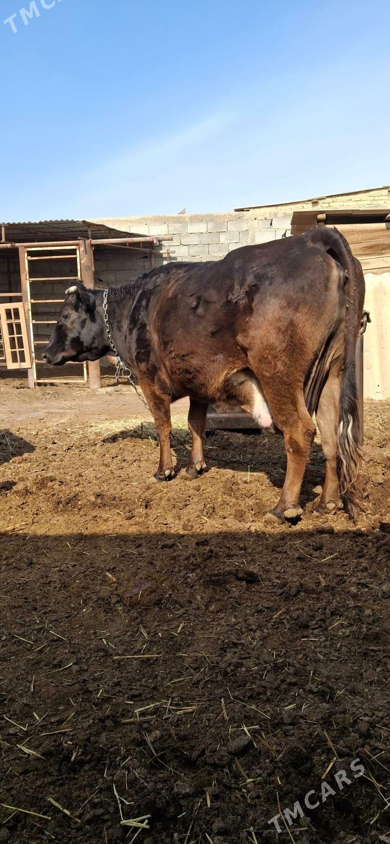 sygyr - Ялкым - img 1