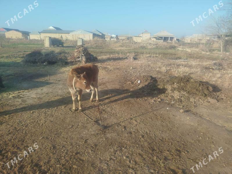 Gulajyn - Mary - img 1