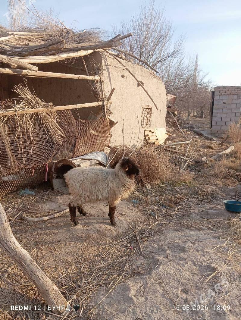 guzy - Дашогуз - img 1