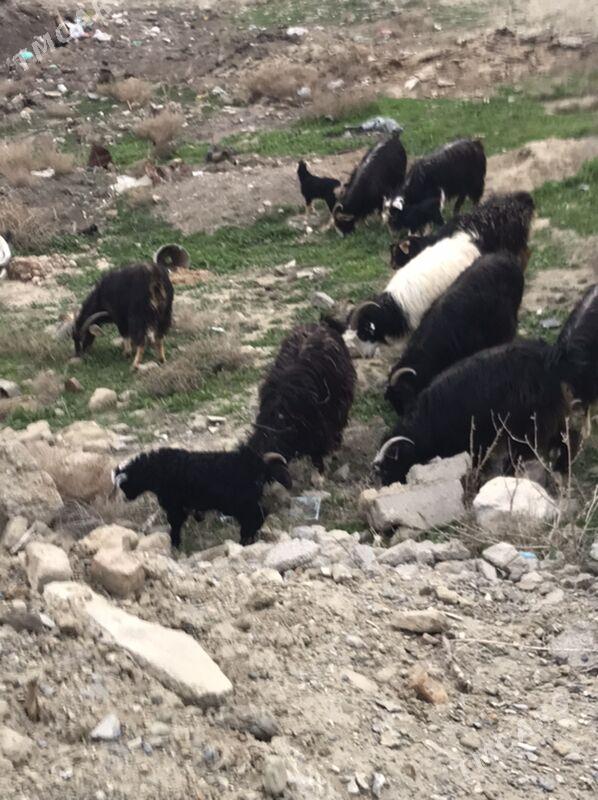 owlakly geçi - Bäherden - img 1