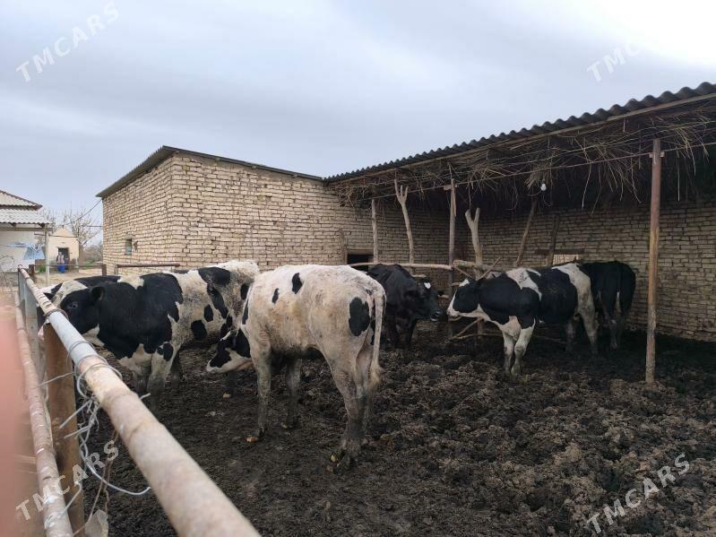 okuz - Ýolöten - img 1