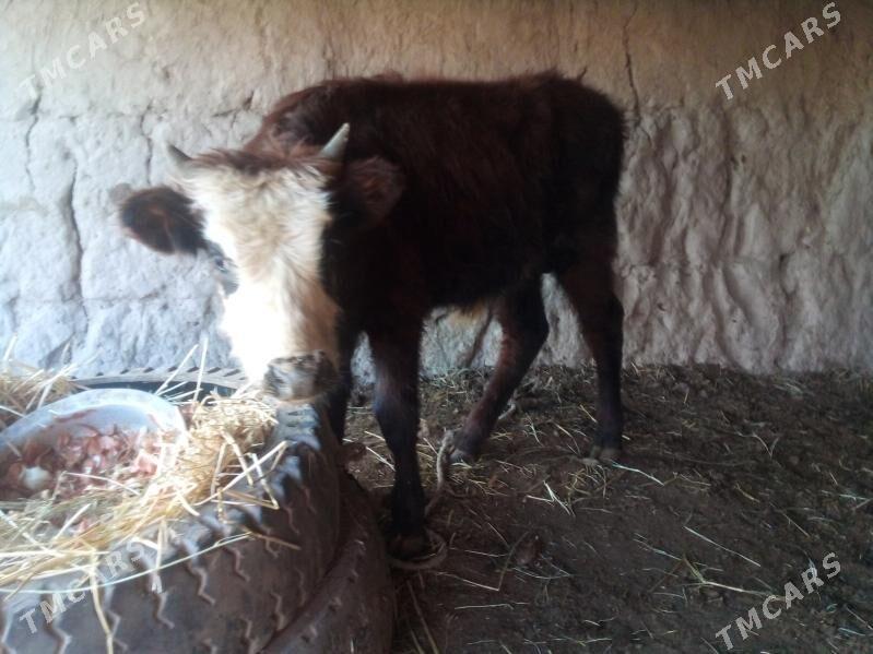 öküz - Çärjew - img 1