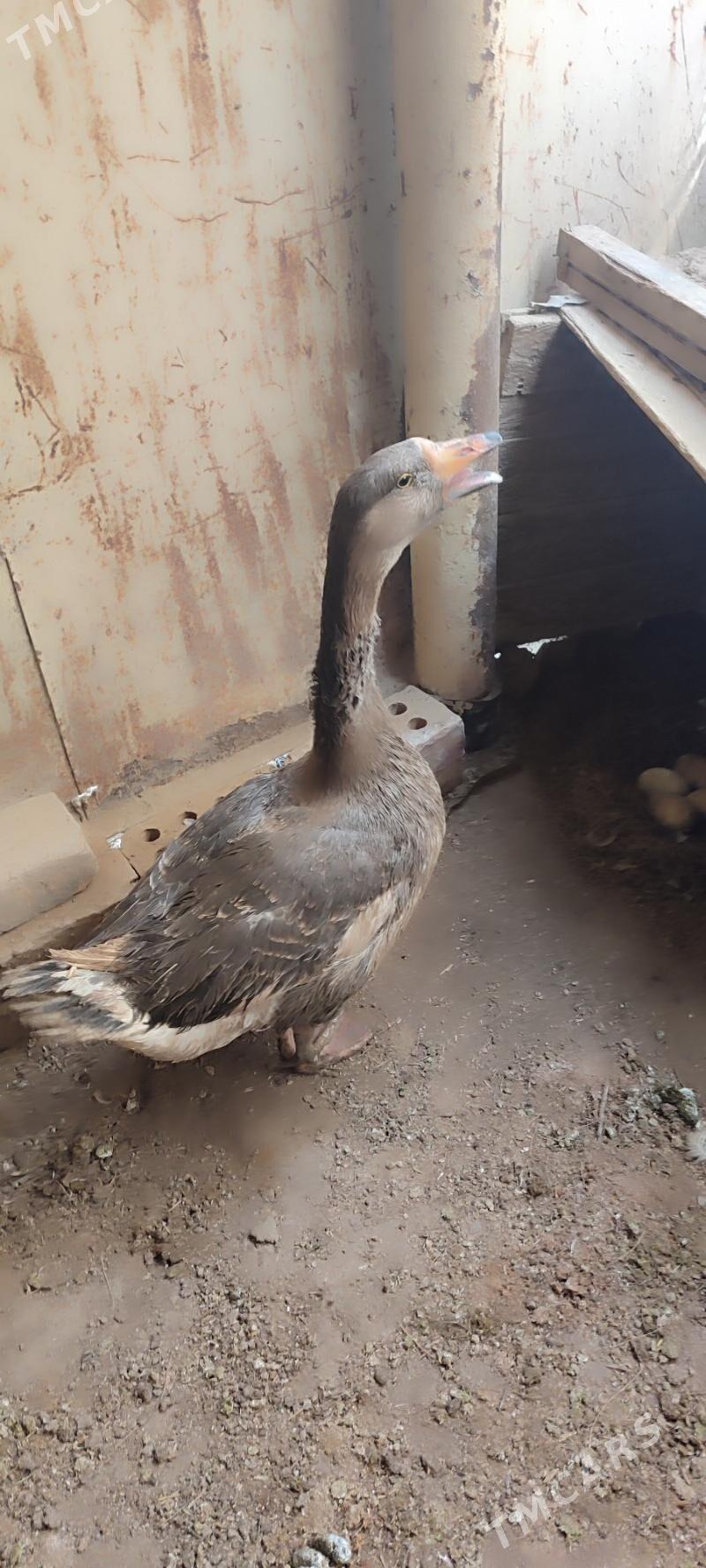 gus - Сакарчага - img 1