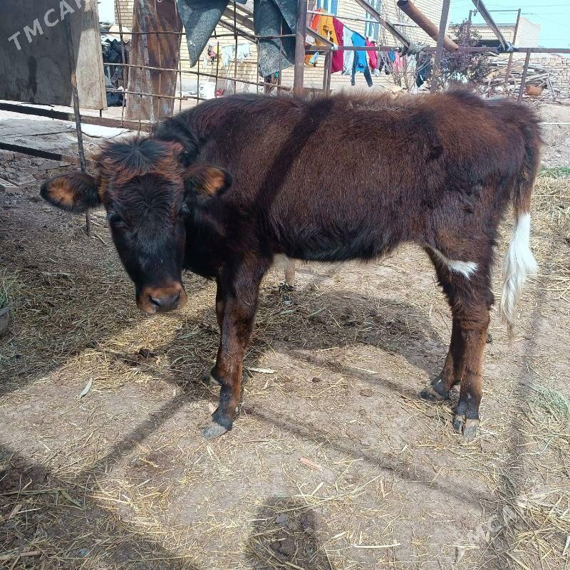 gulajyn - Мары - img 1