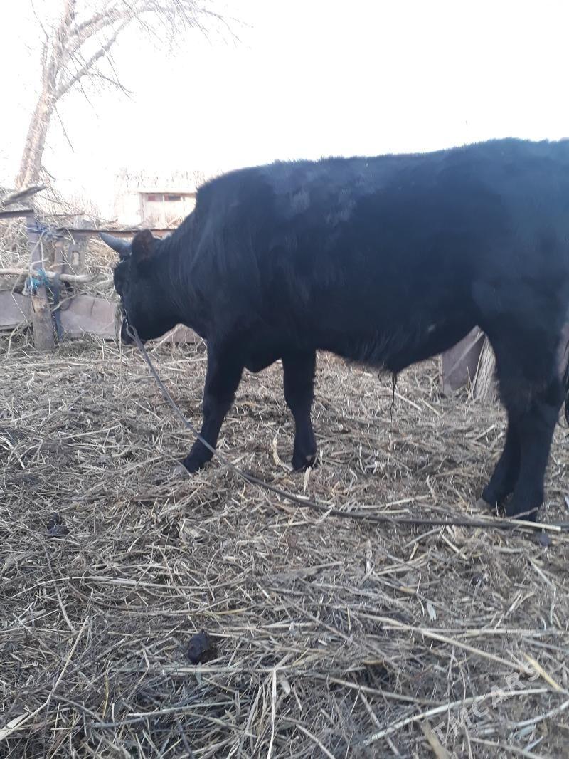 Öküz 2 - Гурбансолтан Едже - img 1