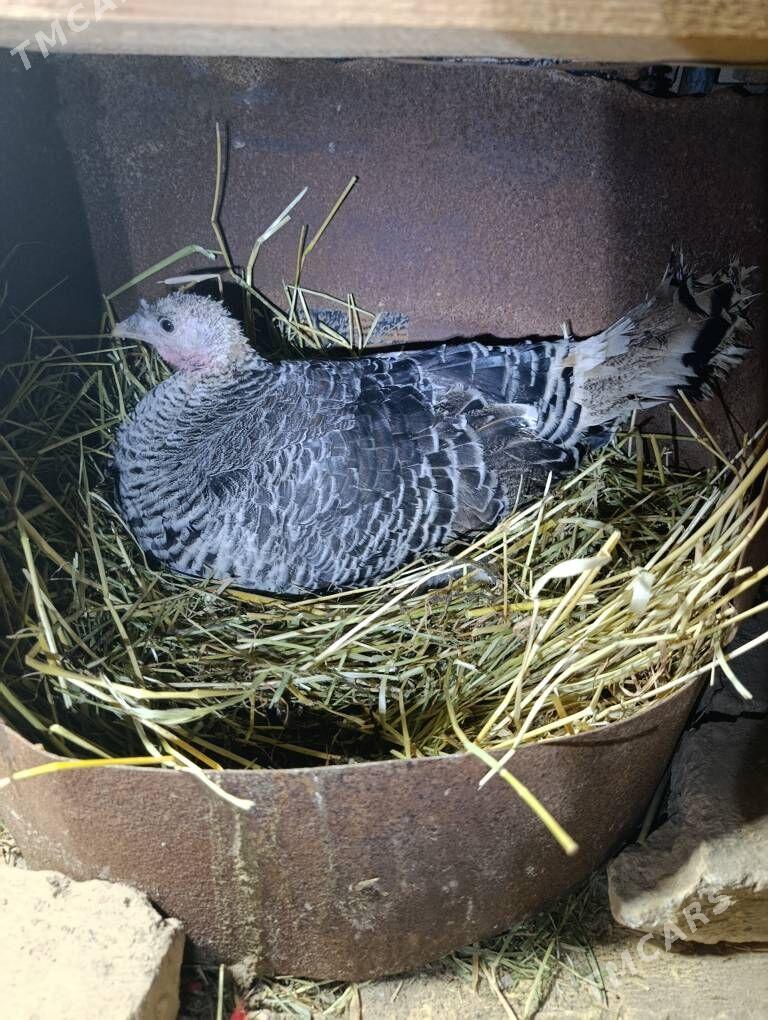 Kürk induk - Дянев - img 1