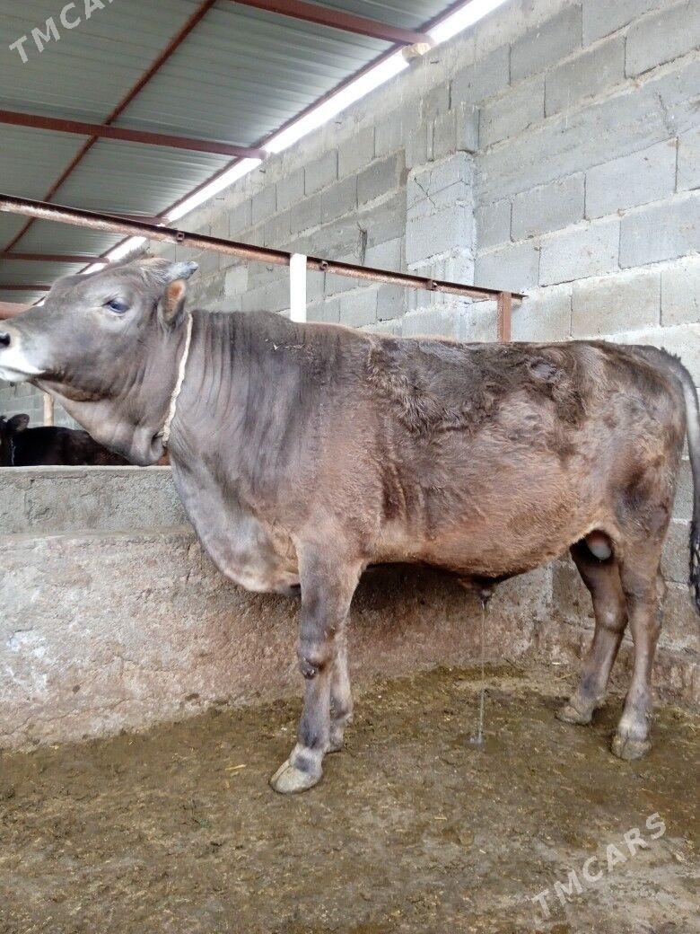 öküz - Aşgabat - img 1