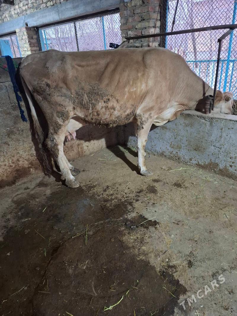 Goleli sygyr - Бахарден - img 1