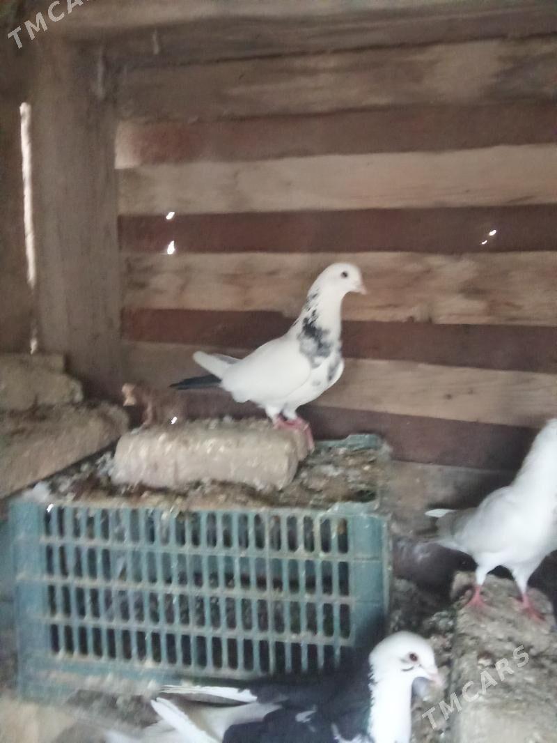 Kepderi - Gyzylarbat - img 1