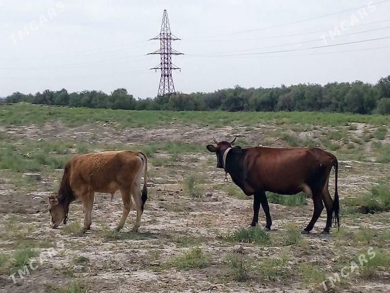 sygyr - Яшлык - img 1