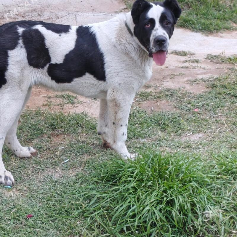 Türkmen alabay - Ашхабад - img 1