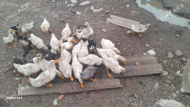 ördek - Bäherden - img 1