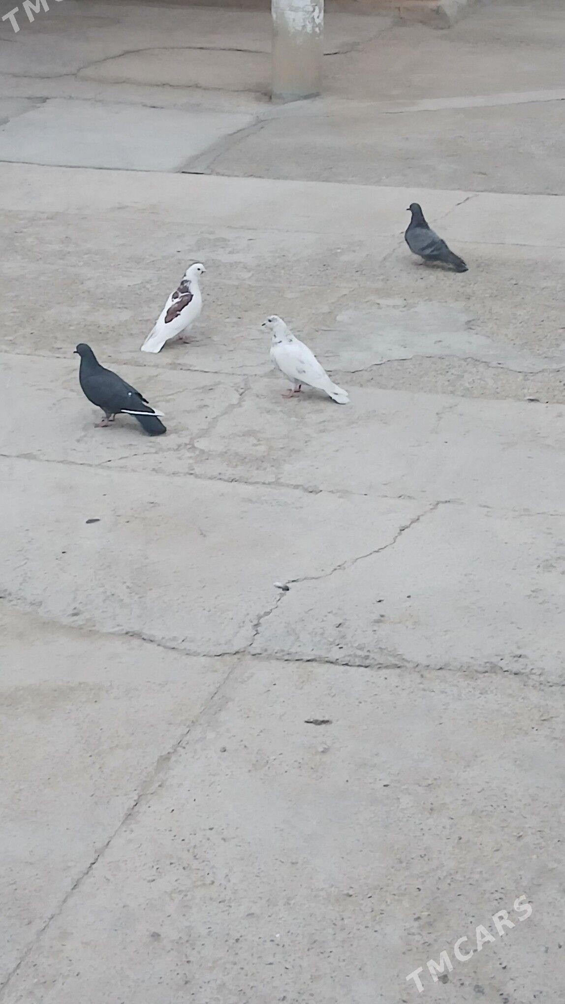 Kepderi - Gyzylarbat - img 1