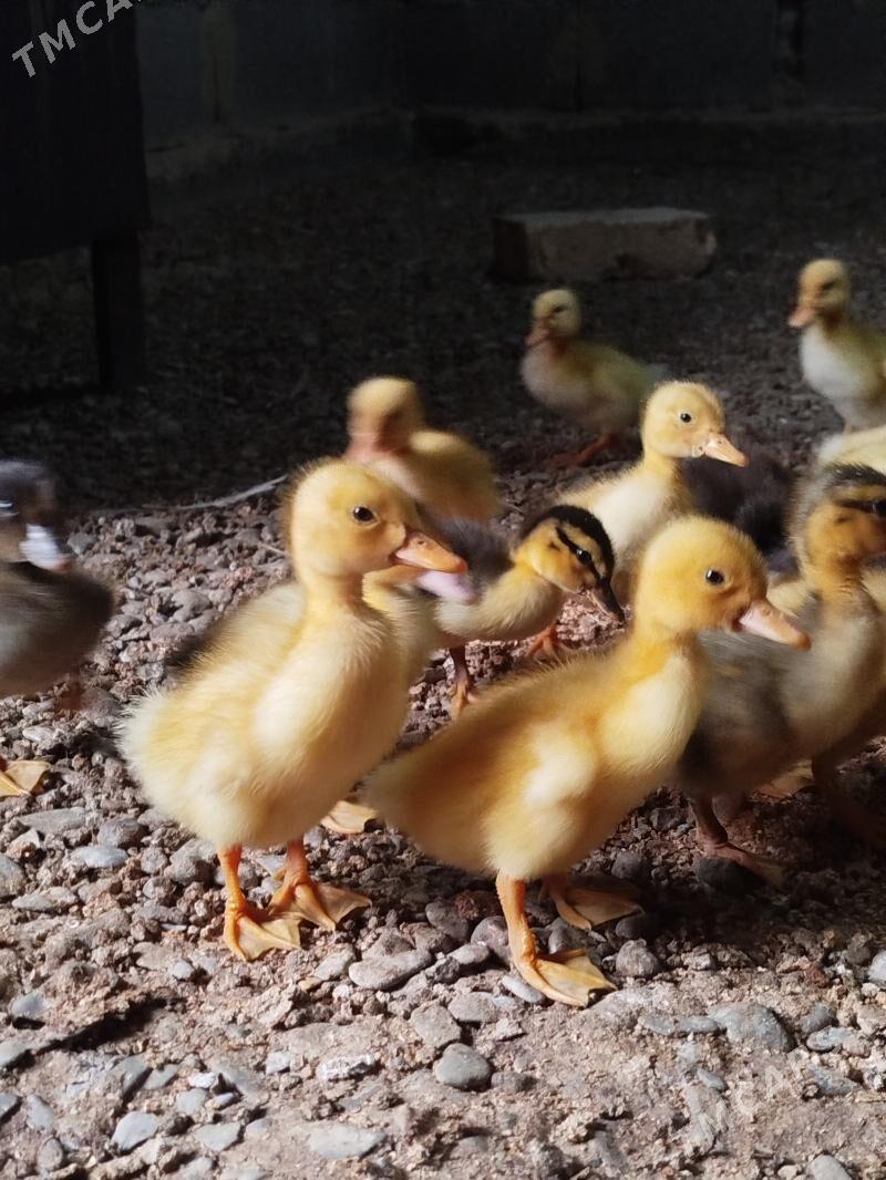 ördek juyje - Gökdepe - img 1