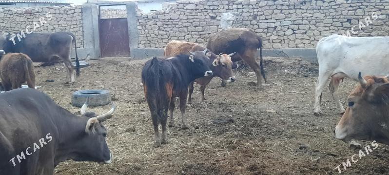 Okuz we gysyr sygyr - Gyzylarbat - img 1