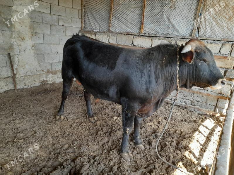 ökuz - Änew - img 1