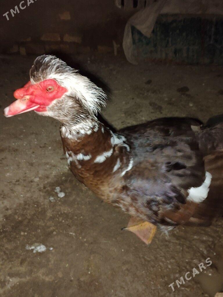 lotka erkek maki - Мургап - img 1