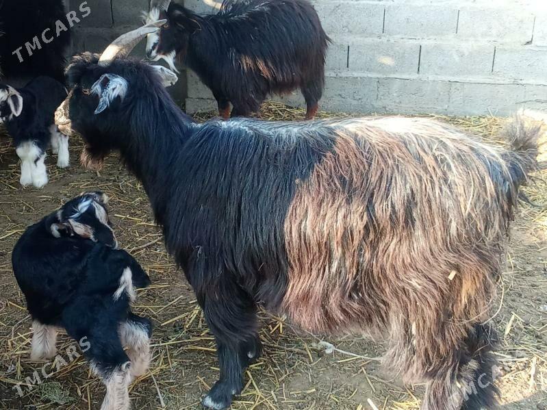 owlakly geci - Bäherden - img 1